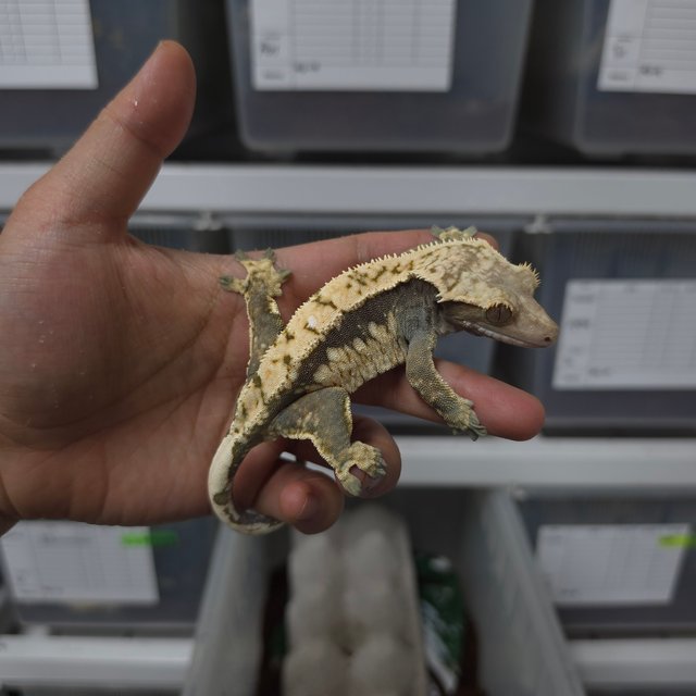 드리피 화이트스팟 블랙 화이트