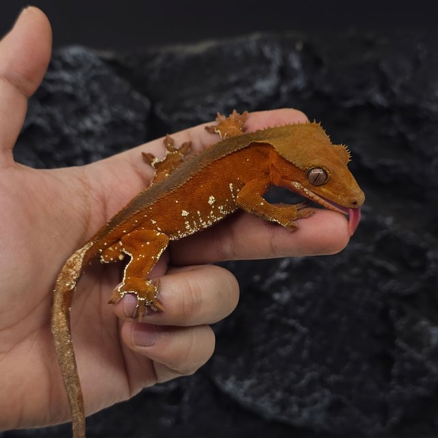 레드 바이 화이트포트홀