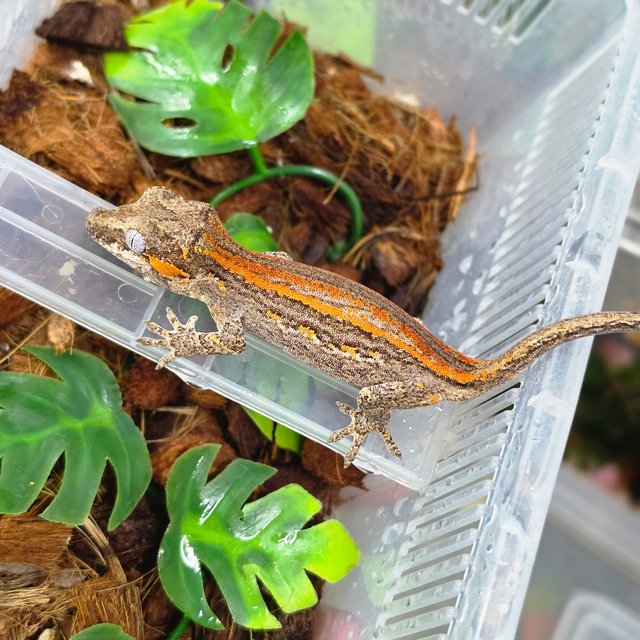 레드 오렌지 스트라이프