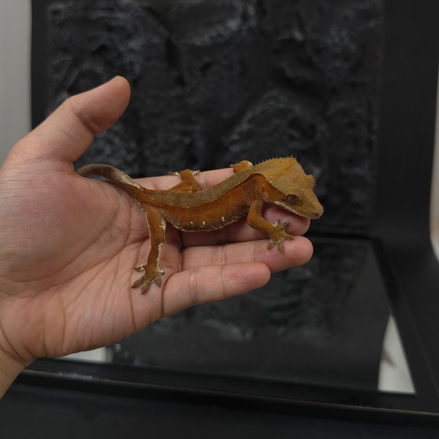 레드 바이 화이트포트홀