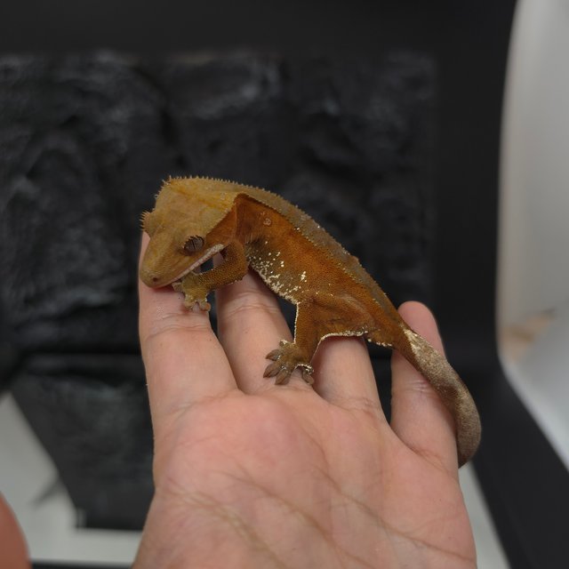 레드 바이 화이트포트홀