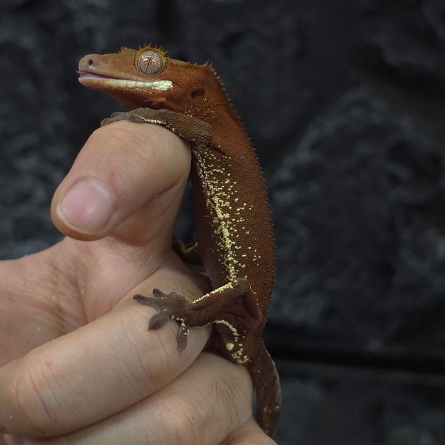 레드 바이 화이트포트홀