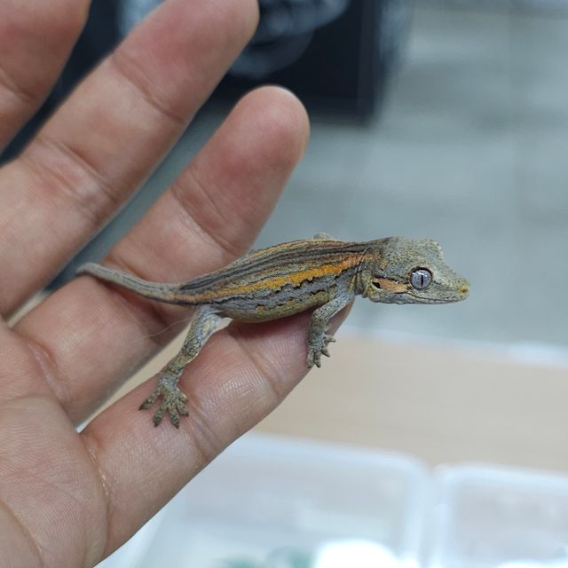 오렌지 스트라이프
