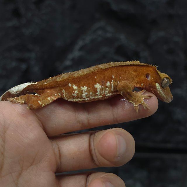 레드 바이 화이트포트홀