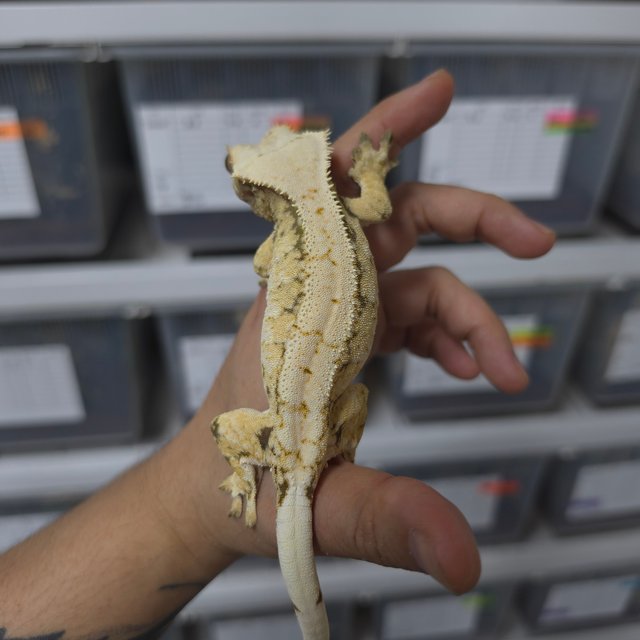 트라이 익스트림할리퀸