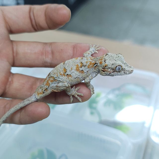오렌지 블로치드