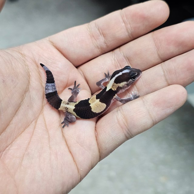 노멀 헷 오레오