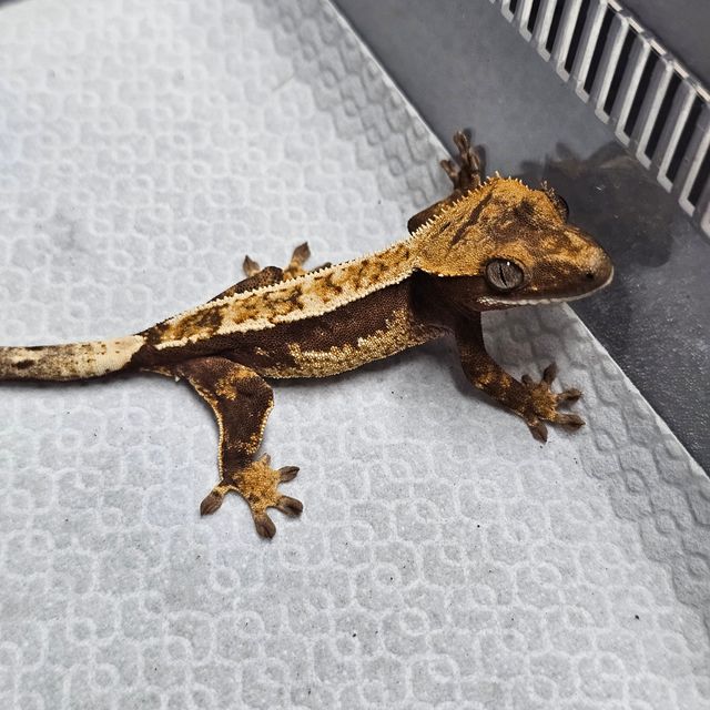 레드 핀스트라이프