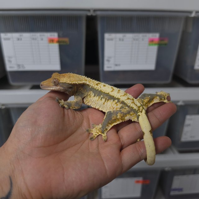 트라이 쿼드 핀스트라이프 드리피