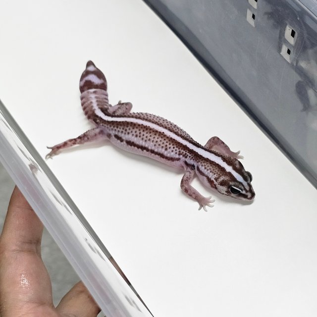 오레오 패턴리스