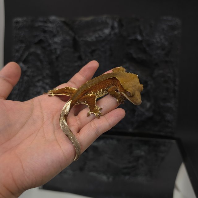 레드 바이 화이트포트홀