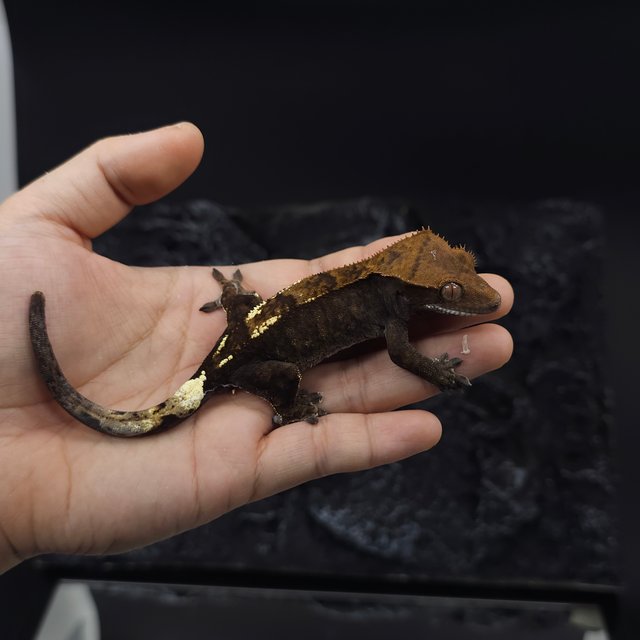 카푸치노 100%헷아잔틱