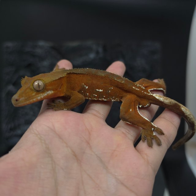 레드 바이 화이트포트홀