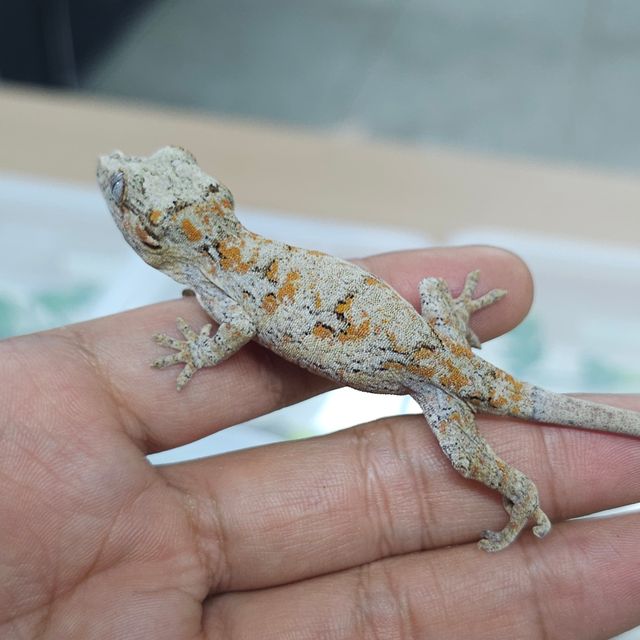 오렌지 블로치드