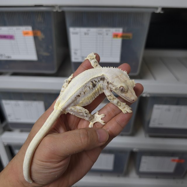 솔리드백 릴리화이트