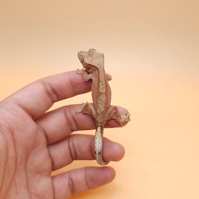 레드 팬텀