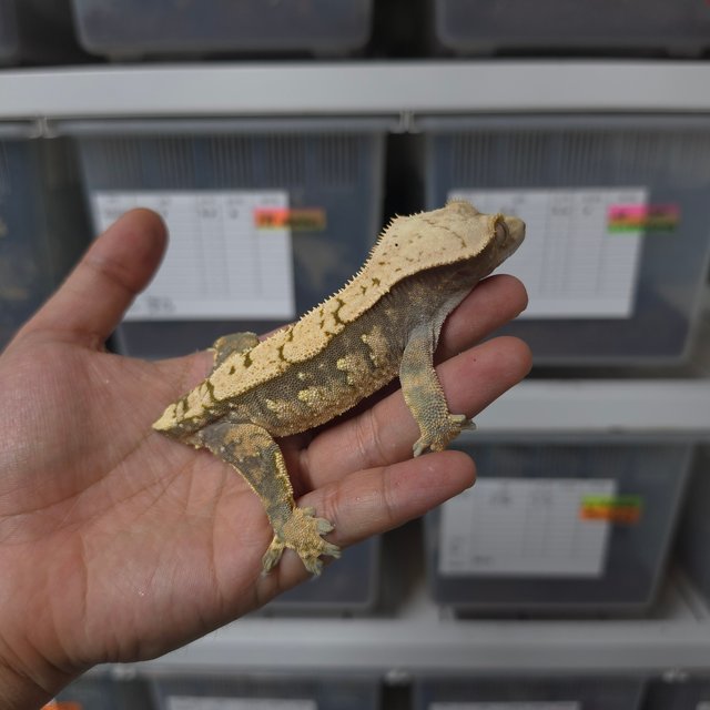 트라이 익스트림할리퀸