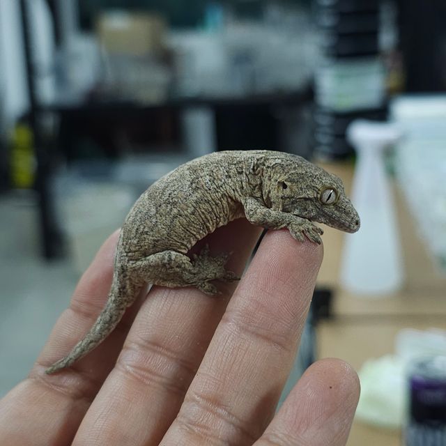 파인아일랜드