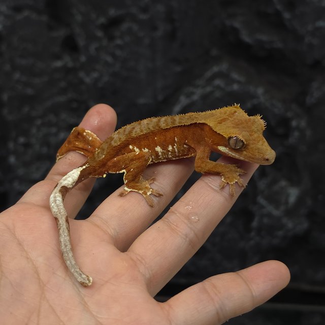 레드 바이 화이트포트홀