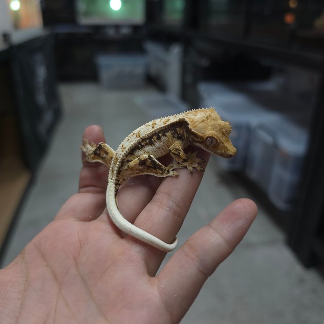 트라이 쿼드 핀스트라이프