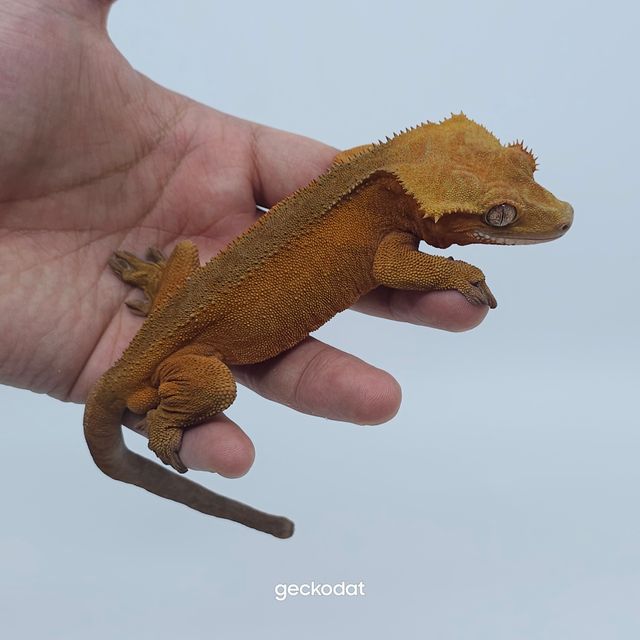 패턴리스