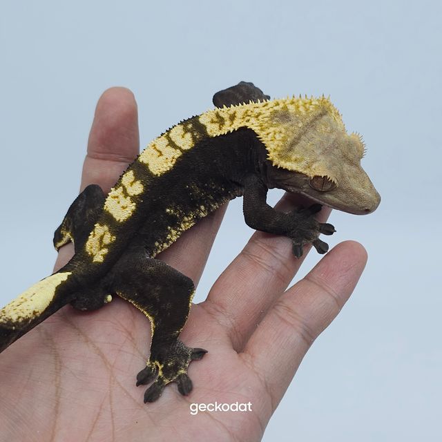 다크 플레임