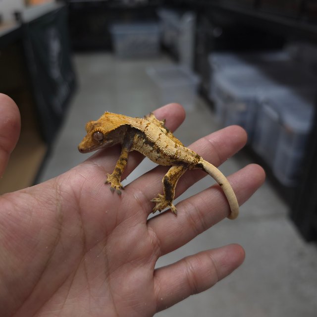 트라이 쿼드 핀스트라이프