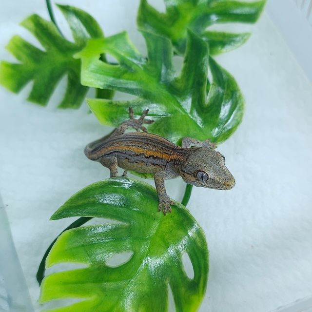 오렌지 스트라이프