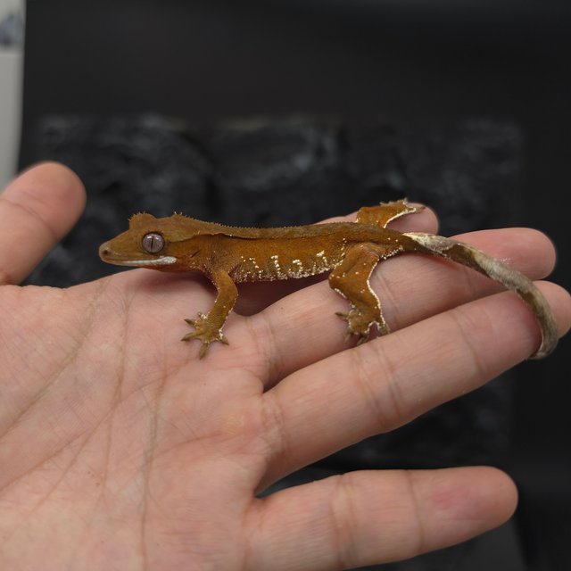 레드 바이 화이트포트홀