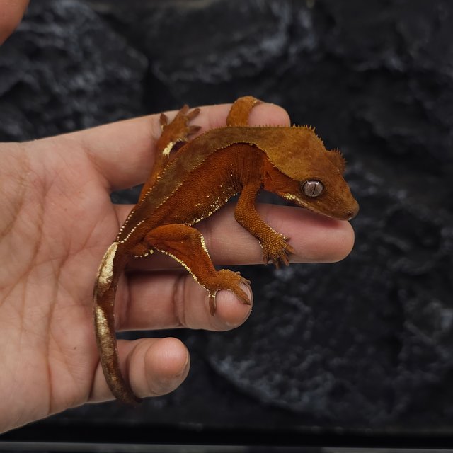 레드 바이 화이트포트홀