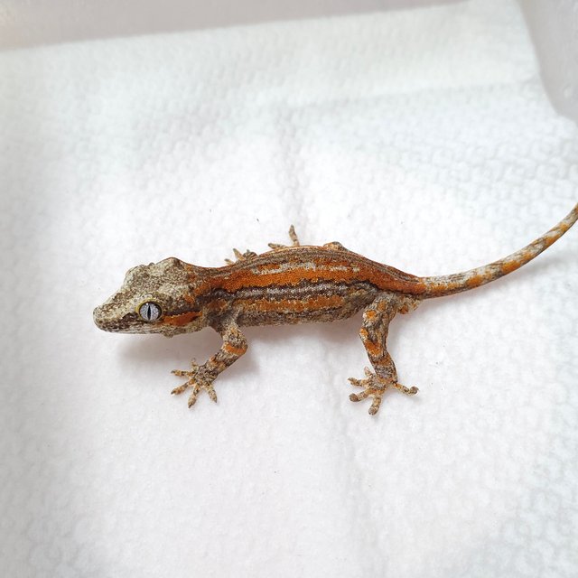 오렌지 레드 스트라이프