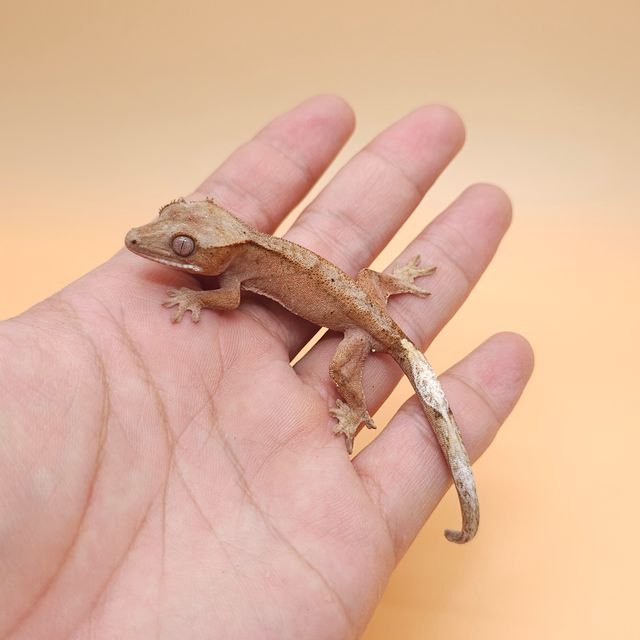 레드 팬텀