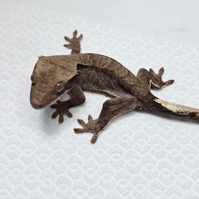 챠콜