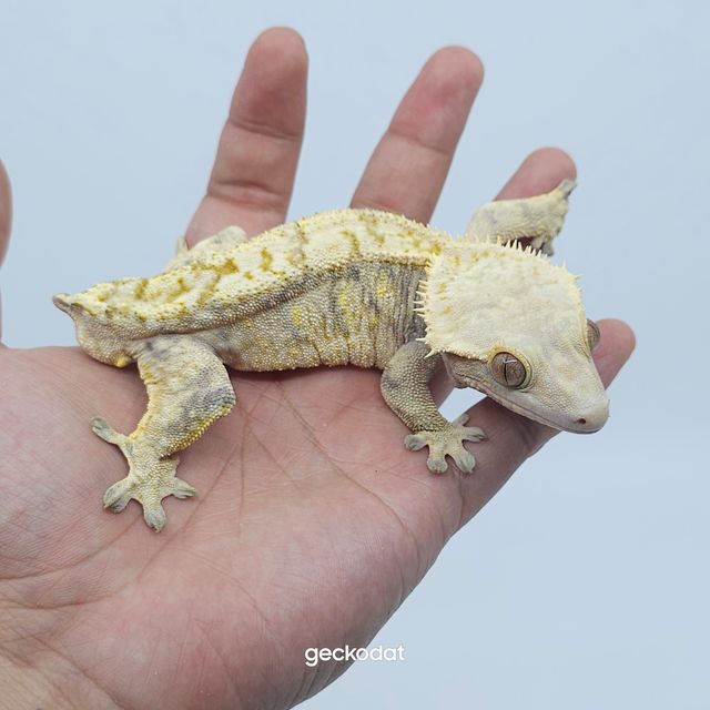 드리피 화이트스팟