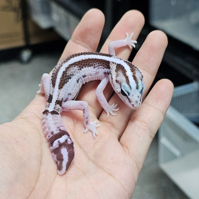 화이트아웃 오레오 제로