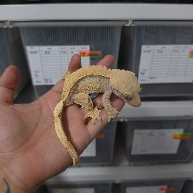 솔리드백 트라이 익스트림할리퀸