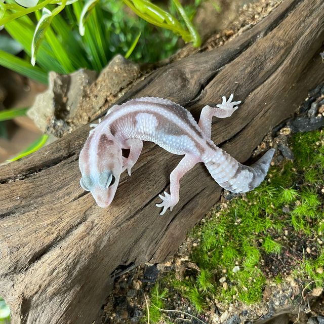 오레오 줄루