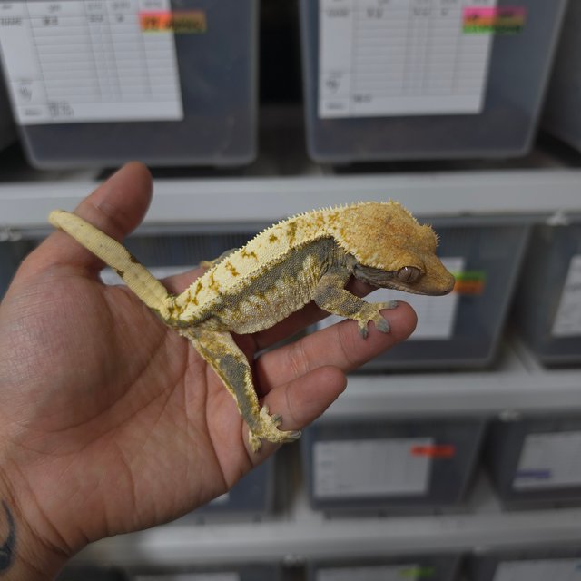 트라이 쿼드 핀스트라이프 드리피