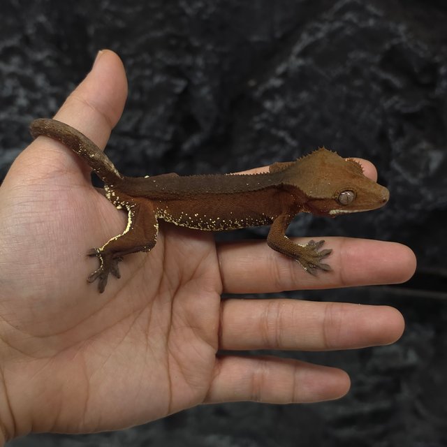 레드 바이 화이트포트홀