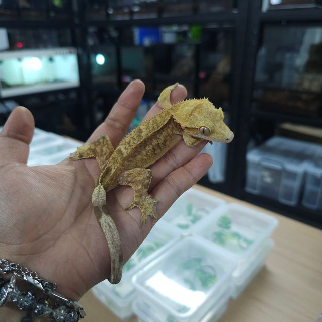 100%헷아잔틱