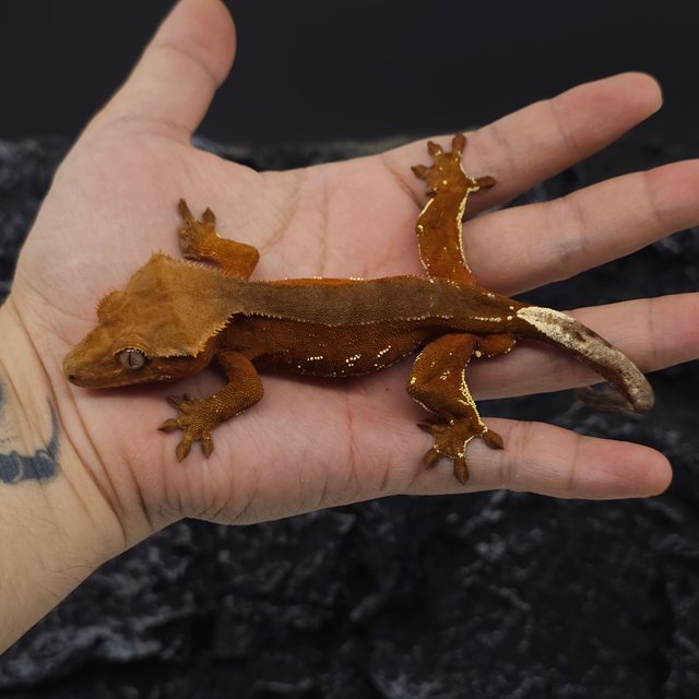 레드 바이 화이트포트홀