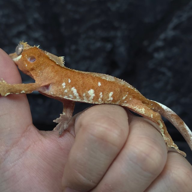 레드 바이 화이트포트홀