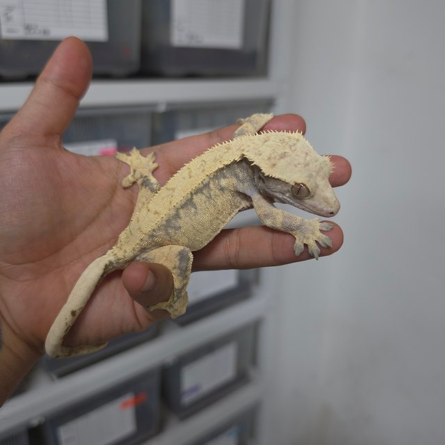 트라이 익스트림할리퀸