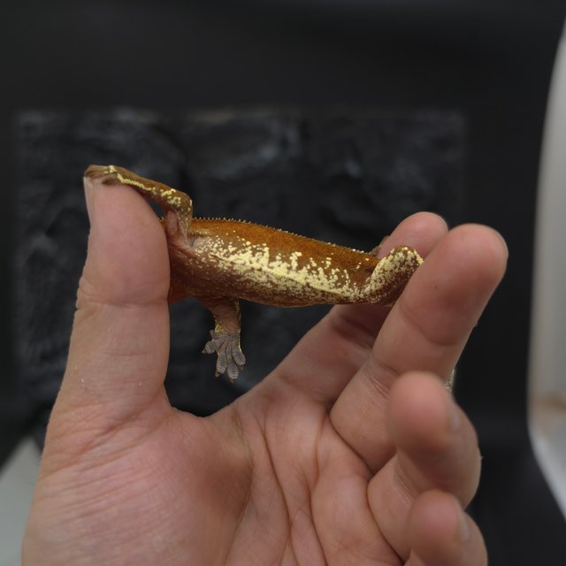 레드 바이 화이트포트홀