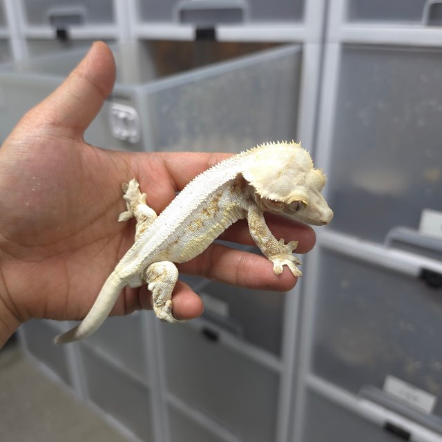 트라이 쿼드 핀스트라이프 드리피