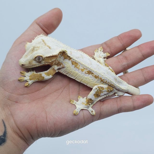 크림 릴리화이트