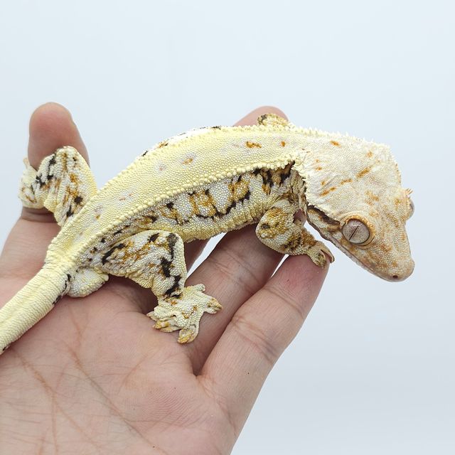 트라이 릴리화이트