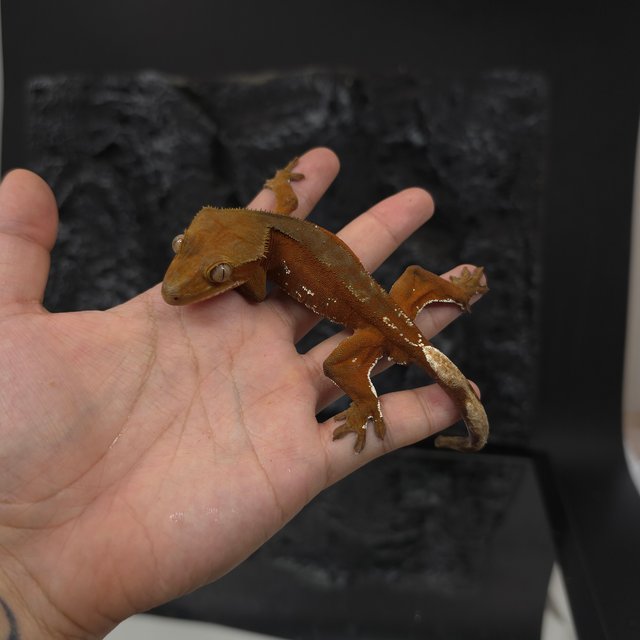 레드 바이 화이트포트홀