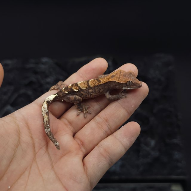 카푸치노 100%헷아잔틱