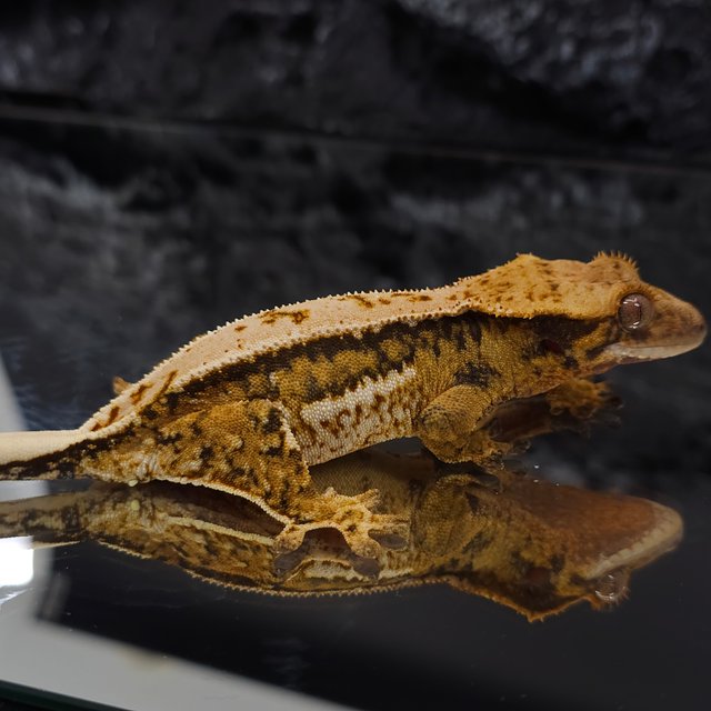 트라이 쿼드 핀스트라이프